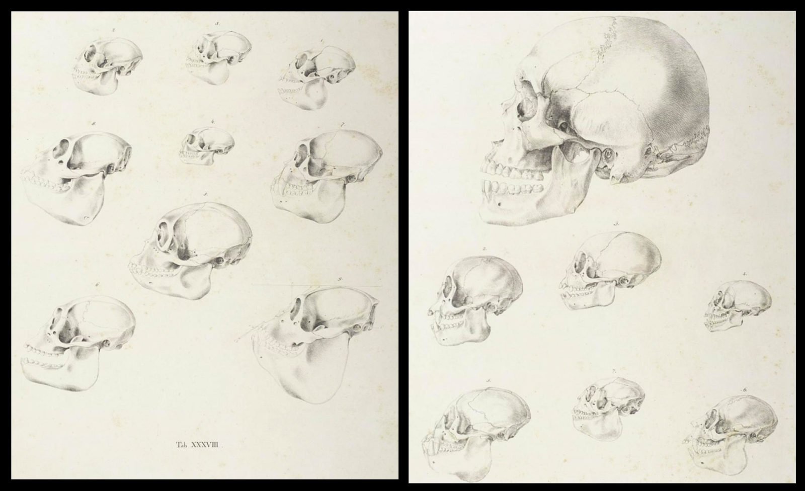 Ape and Human skulls