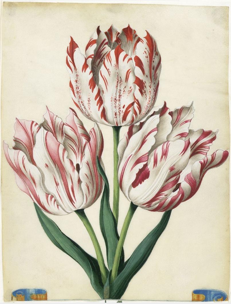 Flora Picta (tulip) by Braun, 1660