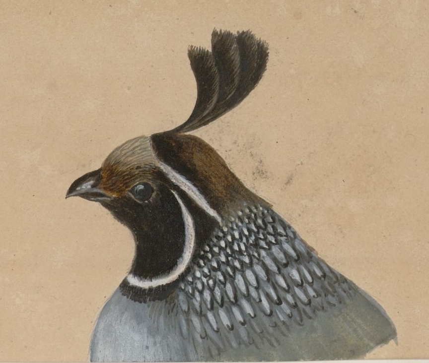 quail head drawing