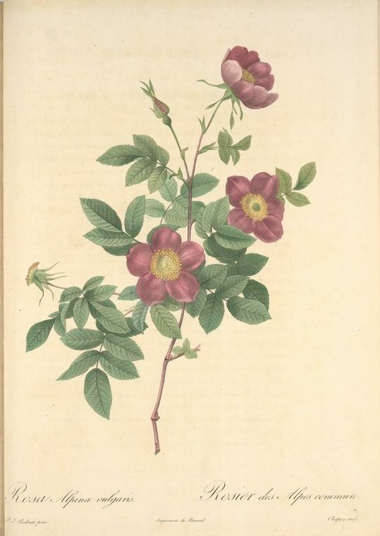 Rosa Alpina Vulgaris