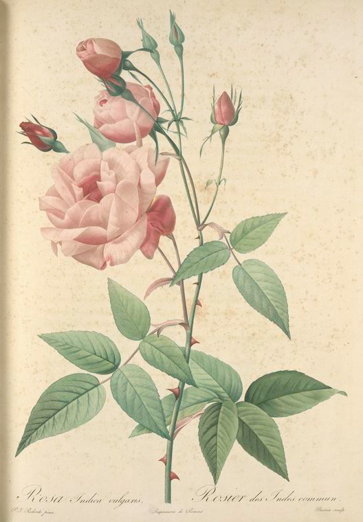 Rosa indica vulgaris