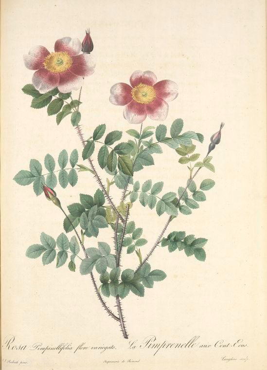 [Rosa+Pimpinellifolia+Flore+Variegato+nypl.jpg]
