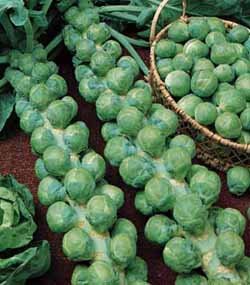 [brusselssprouts.bmp]