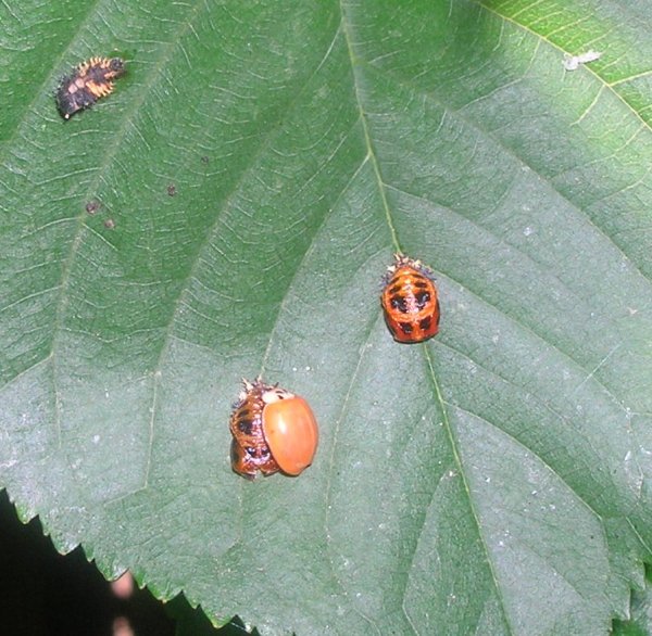 [ladybugs_cycle2_600.jpg]