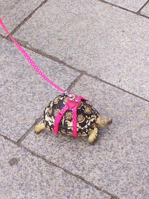 turtle_leash.jpg