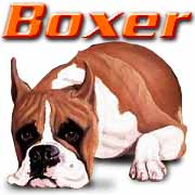 [boxer_home.jpg]