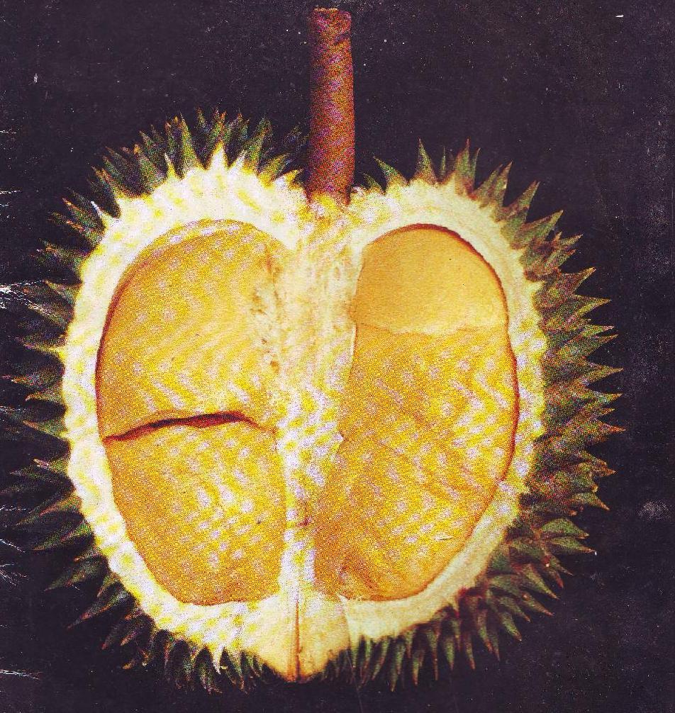 [Durian.JPG]