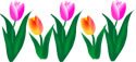 [tulips-borderth.jpg]