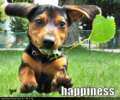 [funny-dog-pictures-happiness-leaf.jpg]