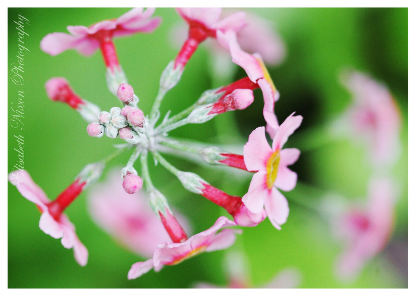 [Pink+Flowers.jpg]
