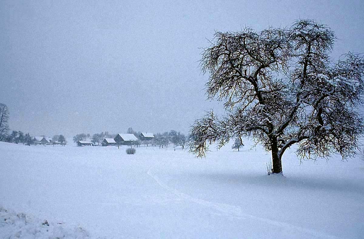 [tree-winter-village.jpg]