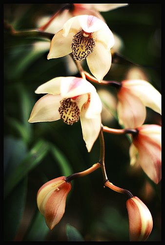 [orchid+branch.jpg]