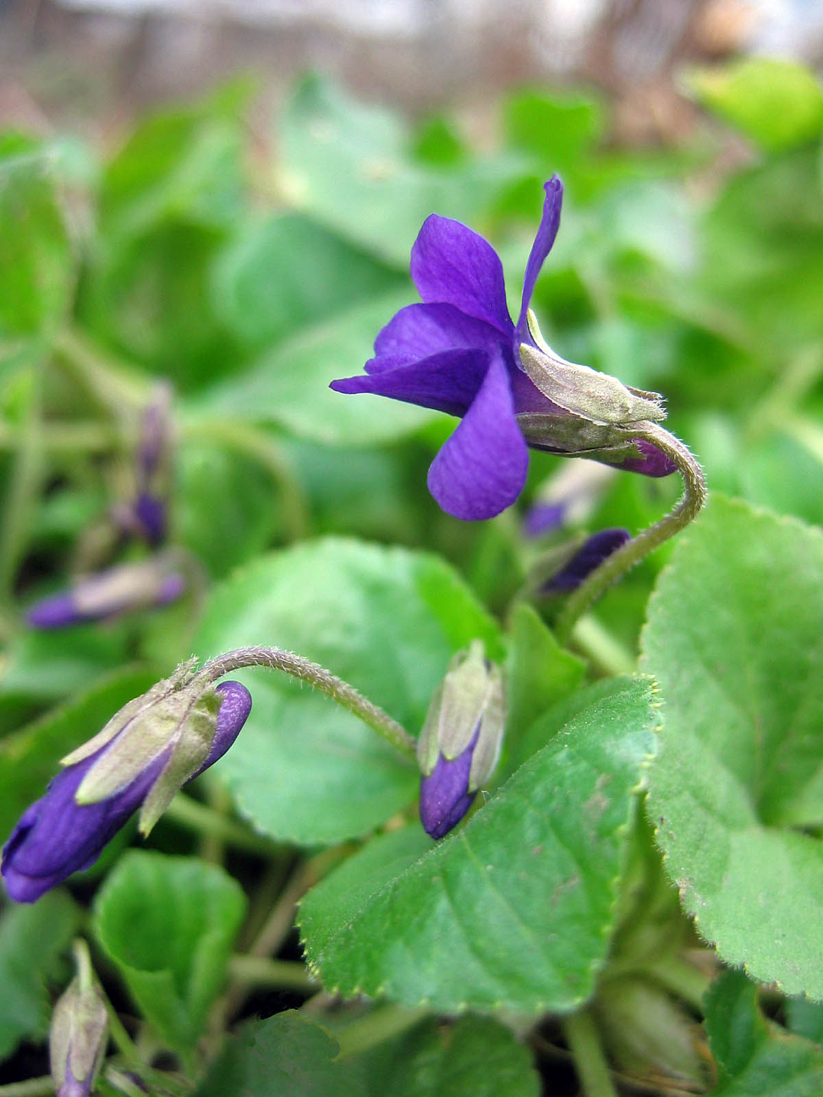 [Spring+2008++Violets.jpg]