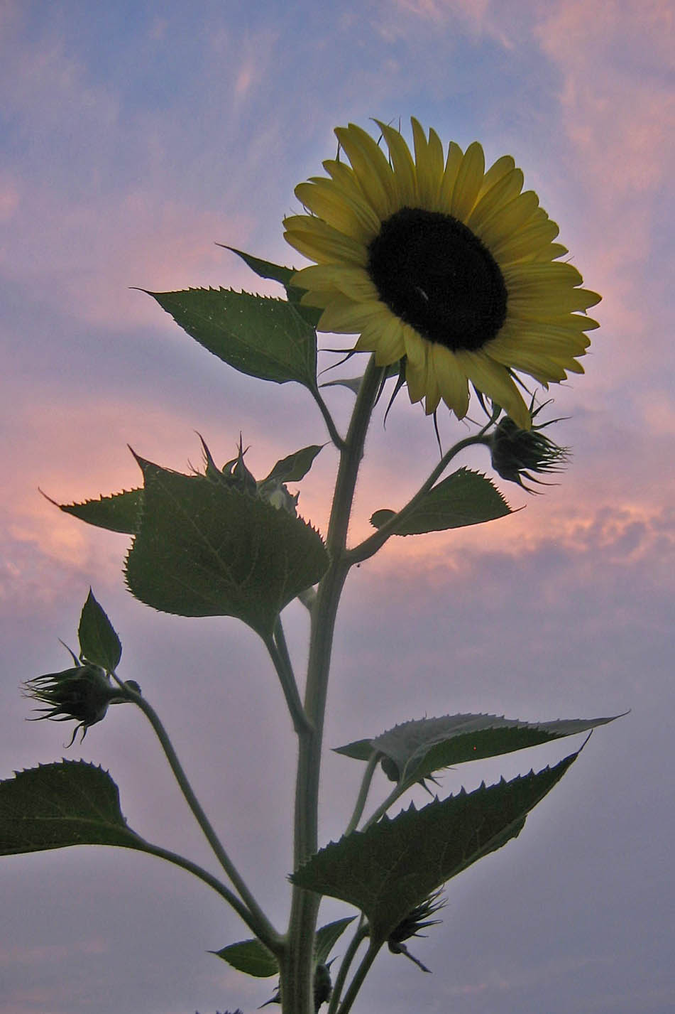 [Sunflower+at+Sunset.jpg]