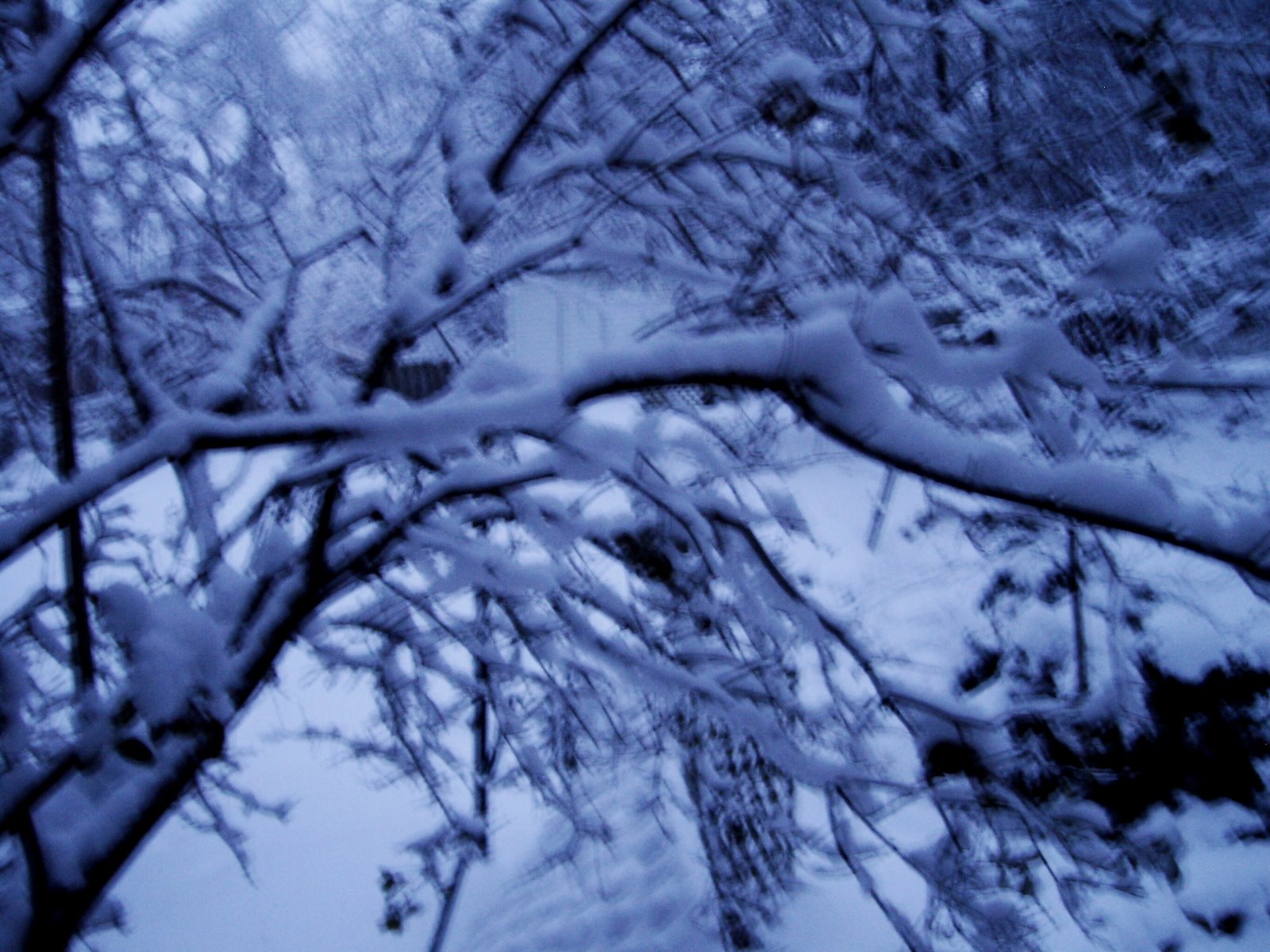 [Leap+Day+Snow+2008+-+10.JPG]