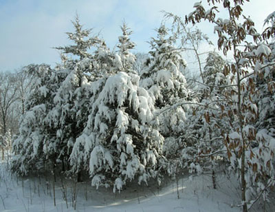 [snowtrees.jpg]