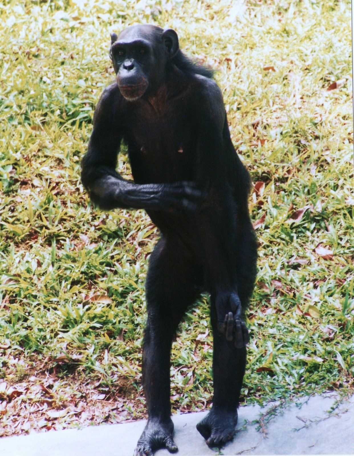 [IMG_0044-χιμπατζης.jpg]
