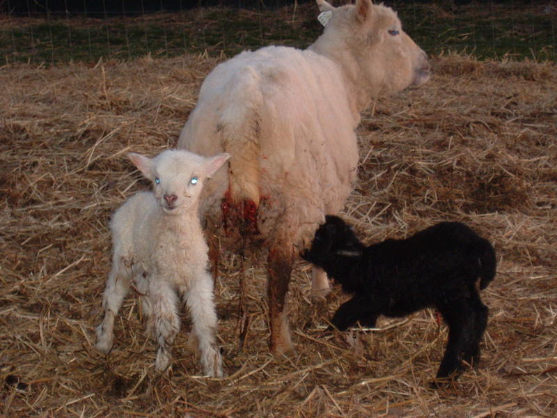 [Daisy's+ewe+and+ram+lambs.JPG]