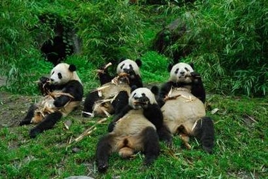 [Pandas.jpg]
