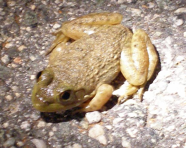 [bugwalk_frog.JPG]