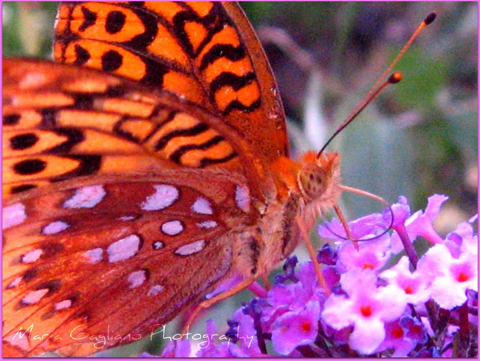 [Picture+570butterfly.jpg]