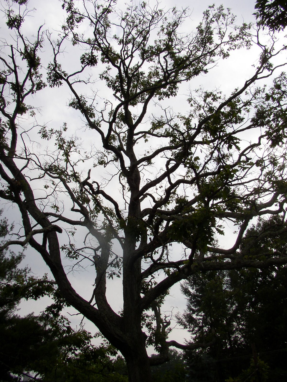 [Oak+Tree+July+2007.JPG]
