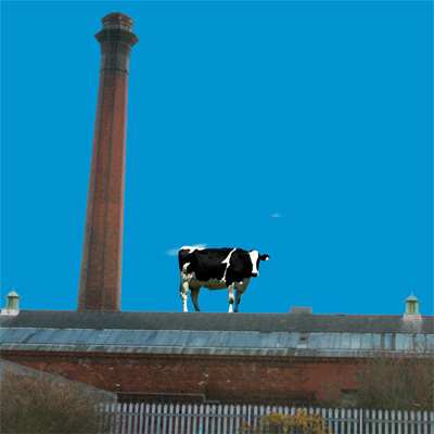 [cow+on+jam+factory.jpg]