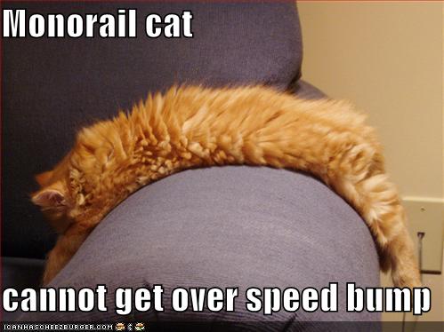 [funny-pictures-monorail-cat-orange-couch-speedbump[1].jpg]