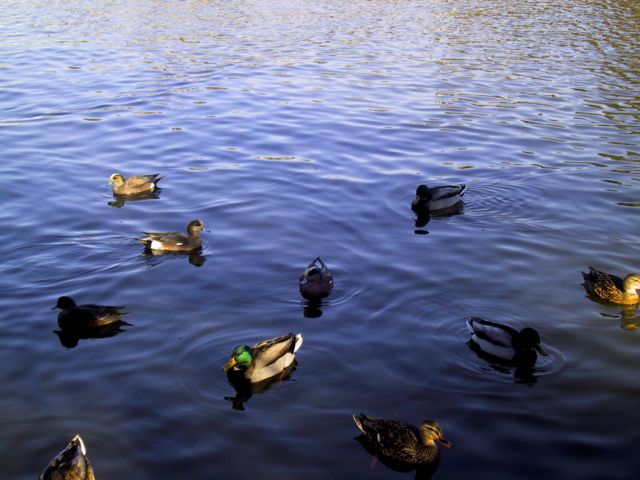 [ducks.jpg]