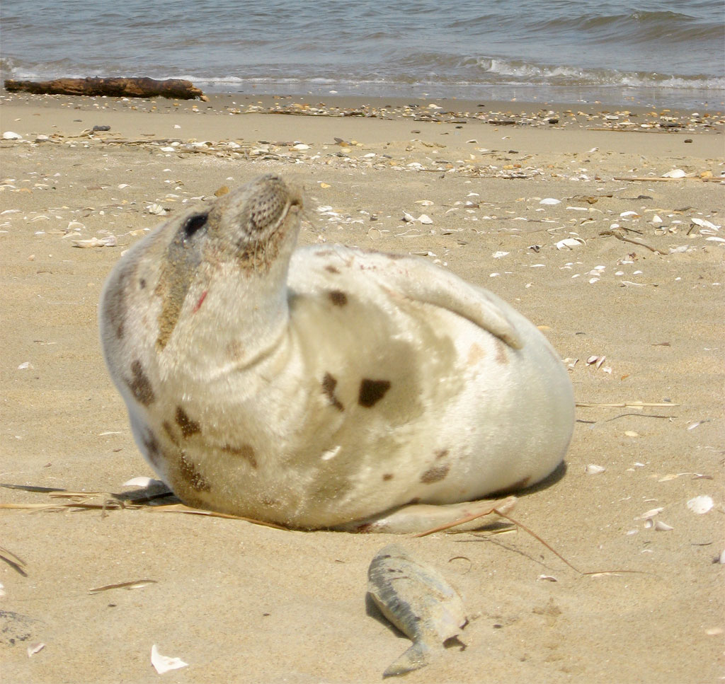 [seal-on-beach-for-web]