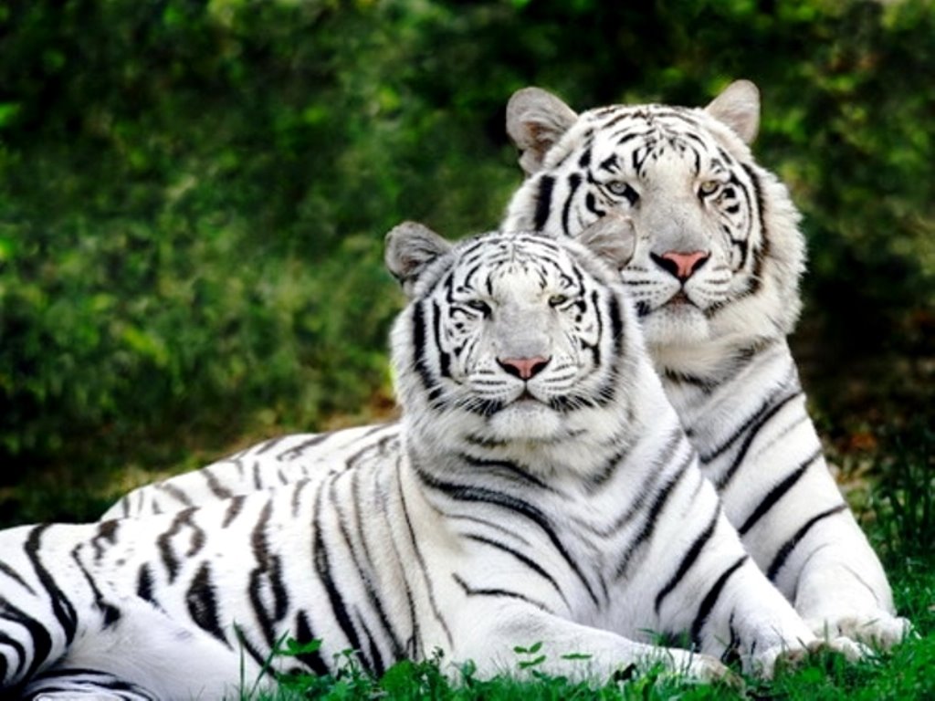 [White+Bengal+Tiger+wallpaper+1024x768.jpg]