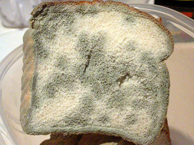[moldy_bread.jpg]