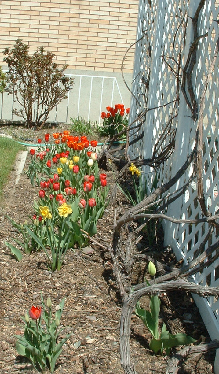 [Back+Tulips+in+April.jpg]