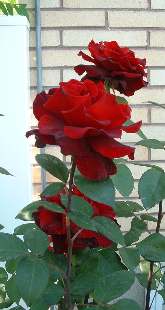 [Red+Velvet+Roses+June+14.JPG]