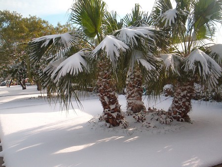 [PalmTrees+snow.jpg]