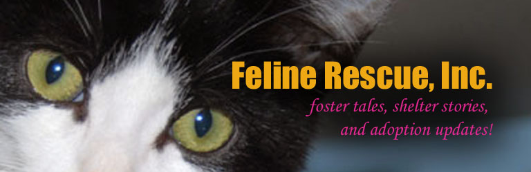 Feline Rescue Cat Tales