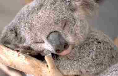 [8-koala-sleeping.jpg]