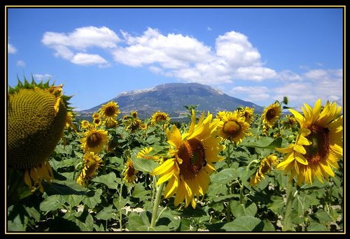 [field+of+sunflowers.jpg]