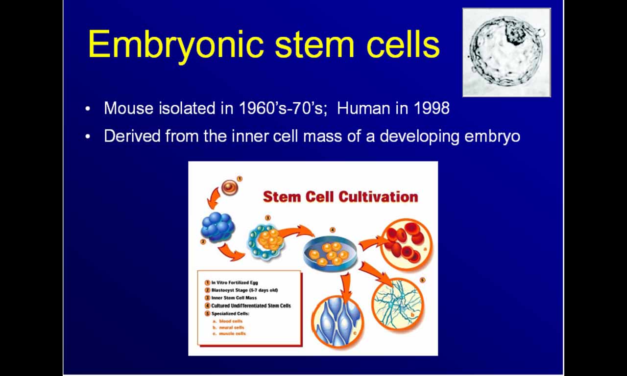 [4.+Embryonic+Stem+Cell.jpg]
