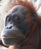 [orangutan.jpg]