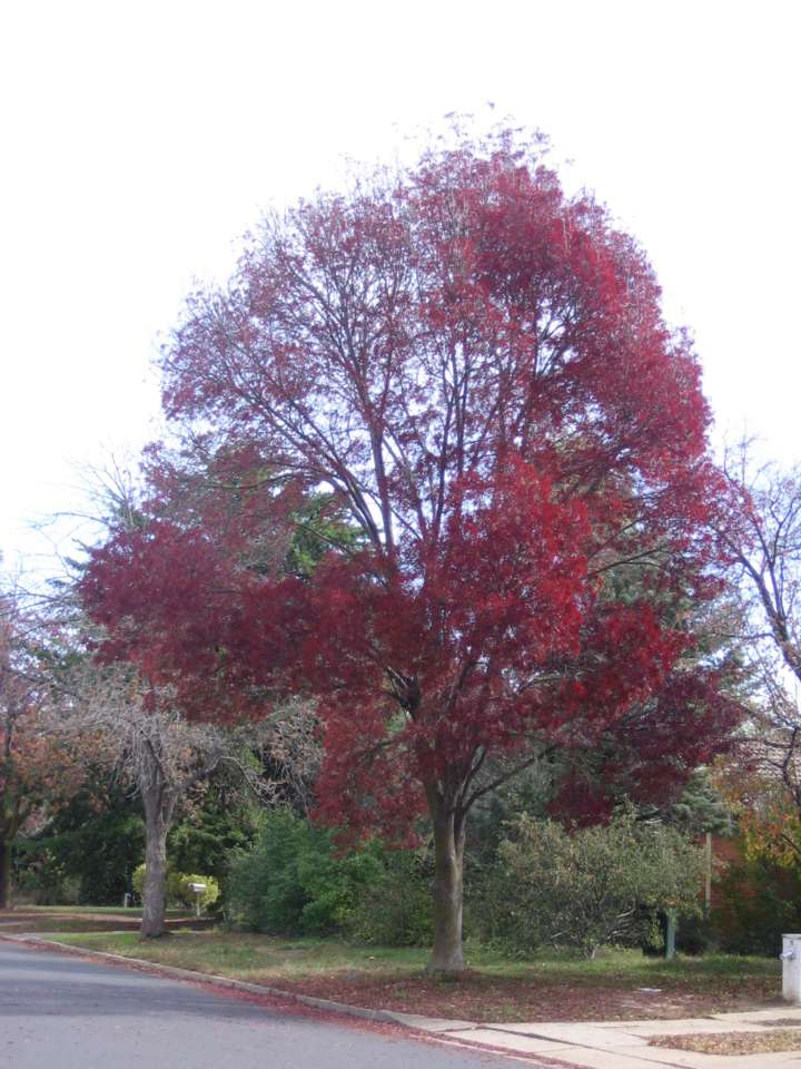 [10.+red+tree.jpg]