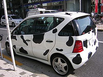 [cow-car-21.jpg]