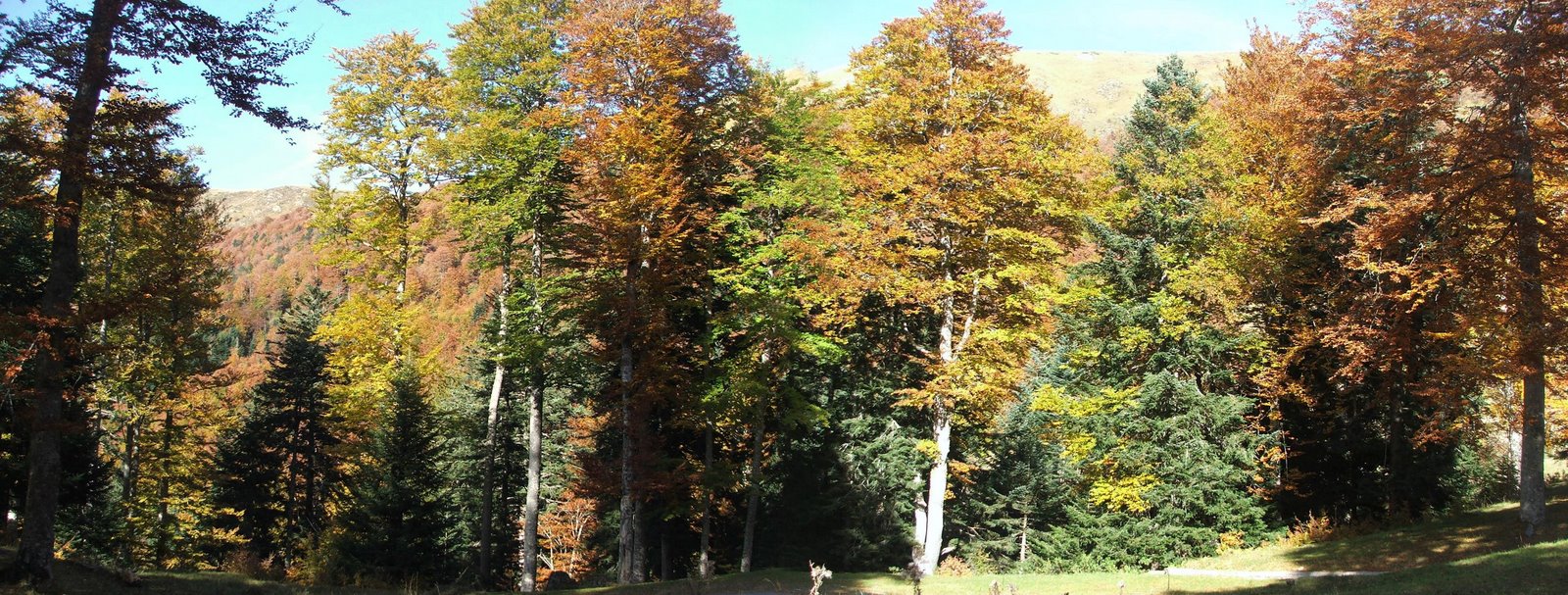 [foret+d'automne.jpg]