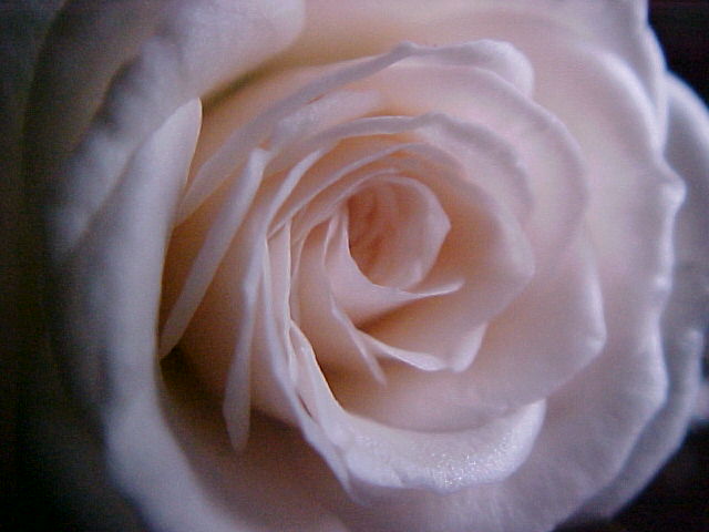 [A+Perfect+Rose.JPG]