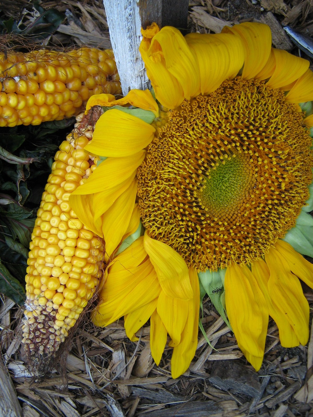[Sunflower+Corn.JPG]