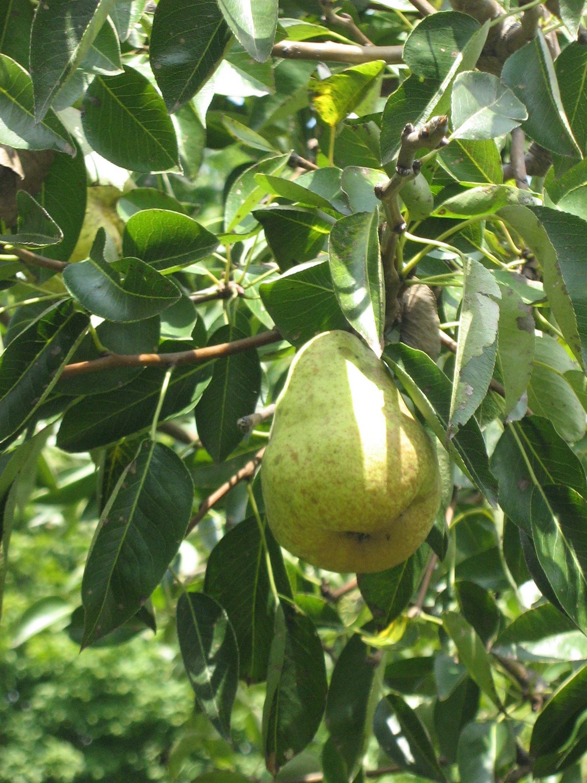 [September+Pear.JPG]