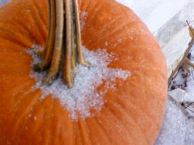 [Snow+on+the+Pumpkin.JPG]