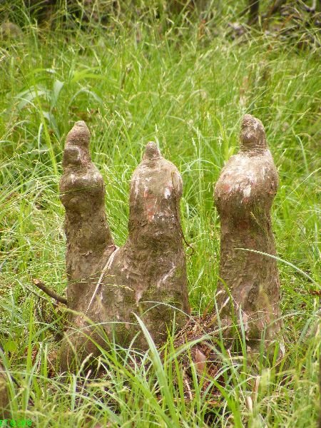 [Congaree+National+Park+cypress+knees+sculptures.jpg]