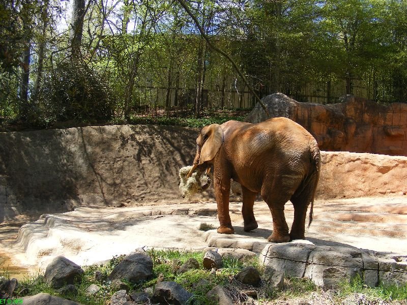 [Artist+Elephant+Eating+Hay+Greenville+Zoo.jpg]