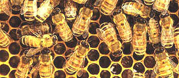 [apicultura 2.jpg]